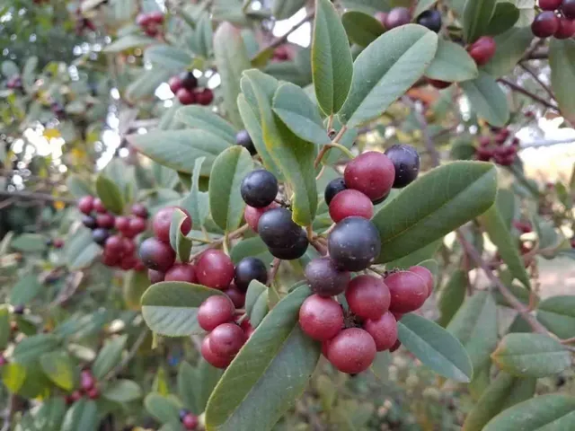 Berries on Eva Case coffeeberry Jeanette Alosi