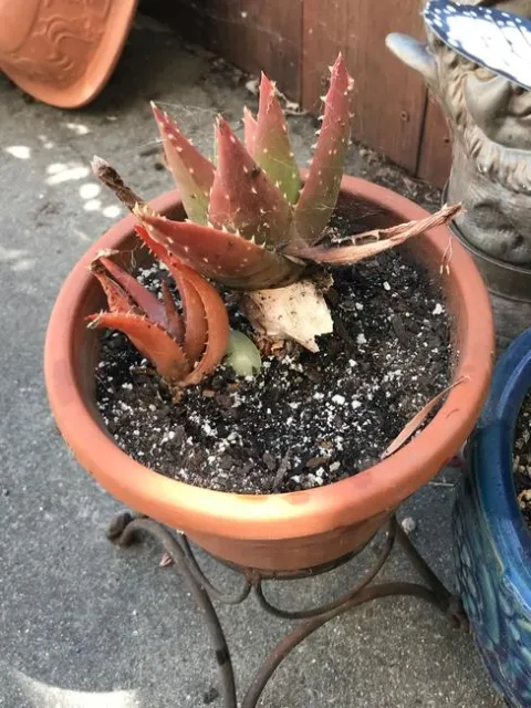Aloe with stone.
