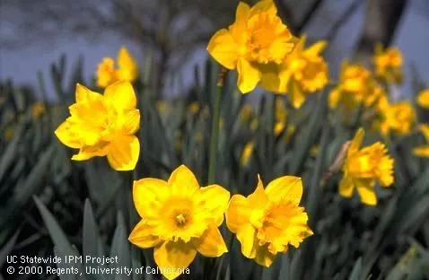 King Alfred daffodils. UC Stratewide IPM Project. Jack Kelly Clark