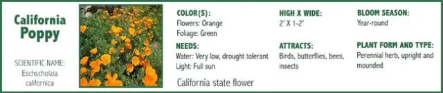 California poppy