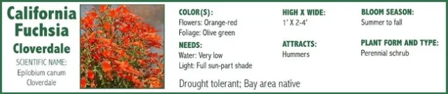 California fuchsia