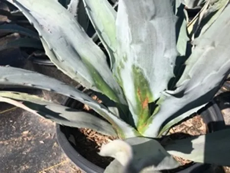 Agave