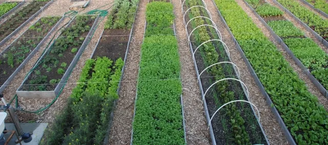 urban-ag