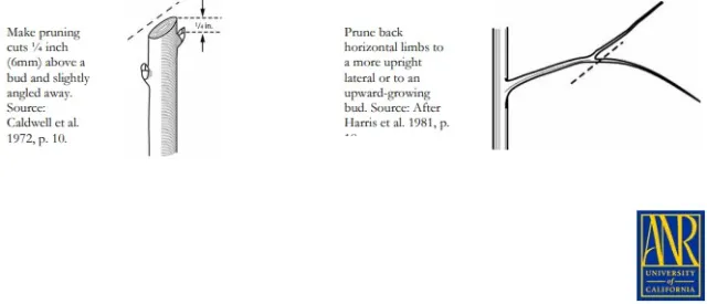 How to do Pruning Cuts
