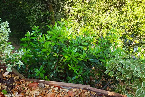 Toyon-KeptLow-NtGB