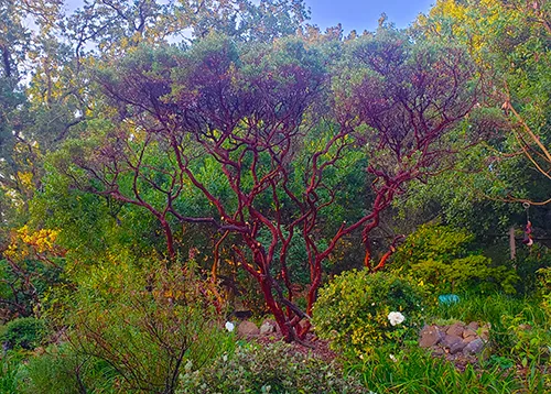 Manzanita-VeryTall-SteepHill-pruned-NtGB