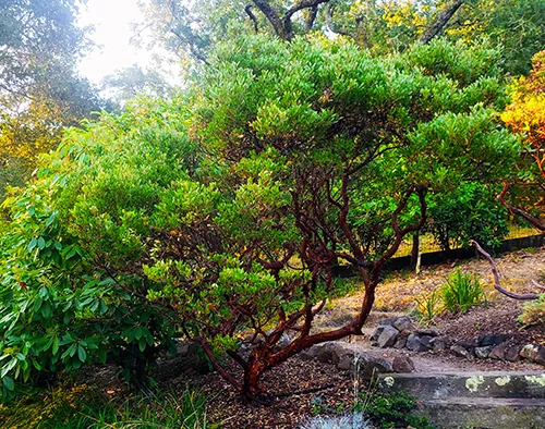 Manzanita-pruned-NtGB