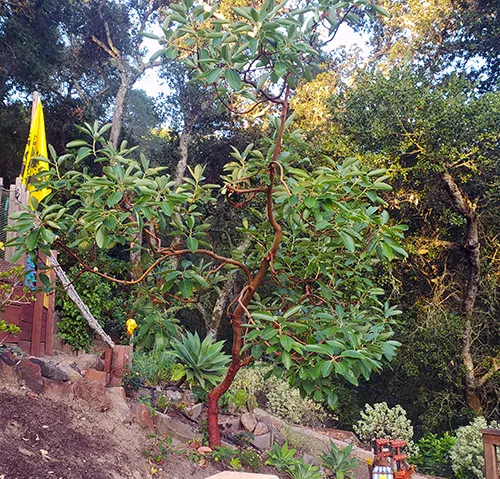 Madrone-Pruned-sm-NtGB