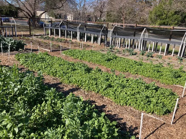 CoverCrop