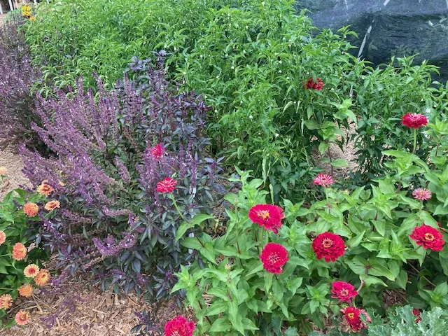 InterplantingBasilZinnia-GregLetts