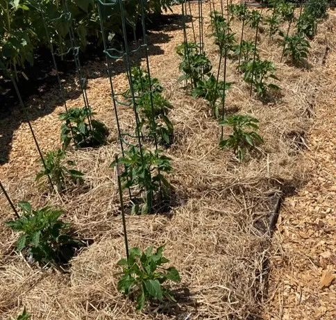 Mulching