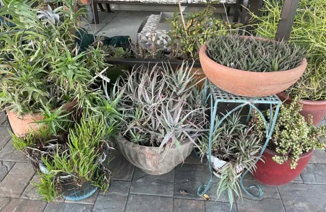 A display of succulents in containers. Container gardening is a new workshops in the Master Gardeners Fall Workshop Series. Jan Burnham