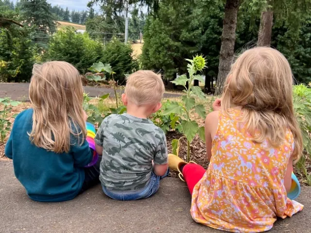 Sunflower watching.