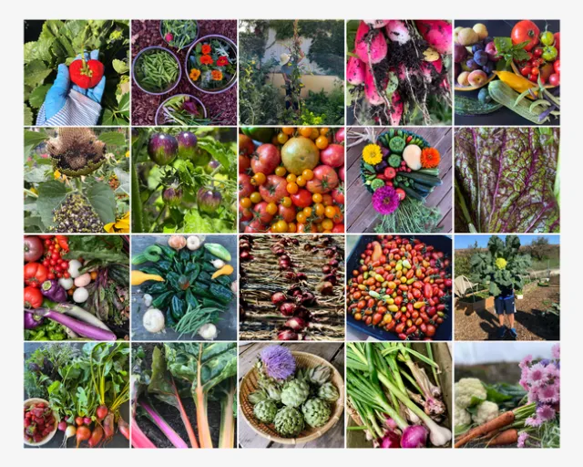 Garden Bounty