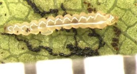 caloptilia miner