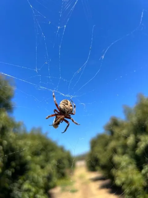orb spider boyd