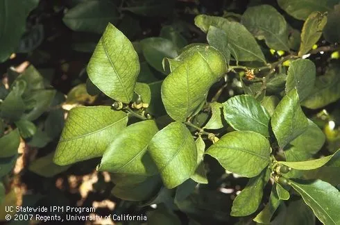 citrus K deficiency