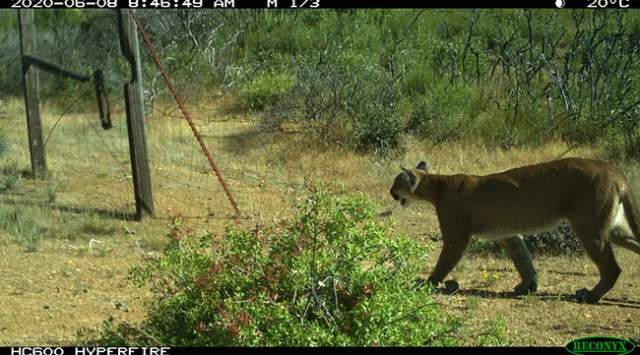 Un gato montés fue detectado en junio del 2020. Fotografía de UC Berkeley cortesía del laboratorio de Brashares