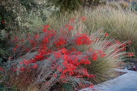 eriogonum450