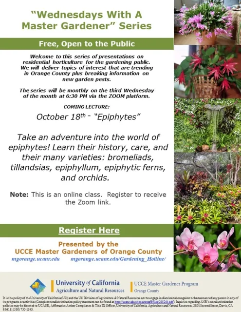 Unveiling the Secrets of Epiphytes: A Journey into Nature's Hanging Gardens!