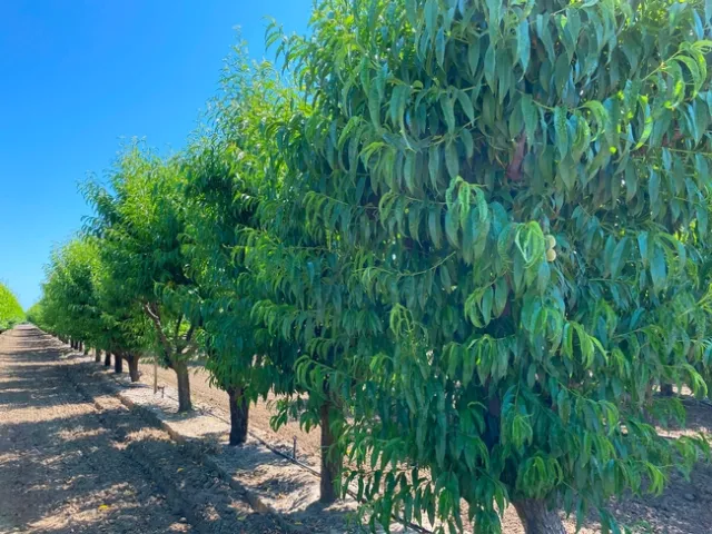 un huerto de duraznos