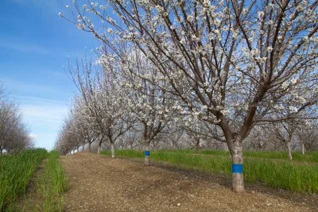 Con notificaciones por adelantado de la herramienta de CalAgroClimate, los agricultores podrían utilizar calentones, máquinas de viento, irrigación y otras tácticas para disminuir los impactos del clima frio, tal como el daño que se ocasiona a los almendros en flor.