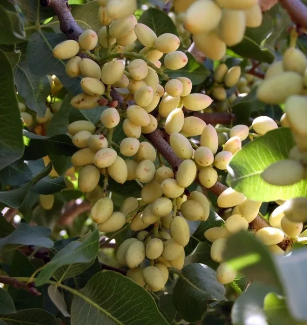 Los pistachos necesitan unas horas para enfriarse, pero el calor los une para la floración.