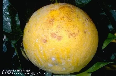Si los agricultores de cítricos pudieran anticipar las heladas, podrías regarlos porque la tierra húmeda mantiene más el calor que la tierra seca.