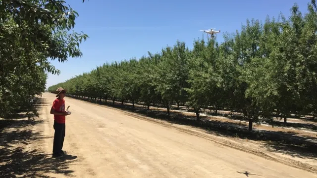 Person stands in a field of trees operating a drone