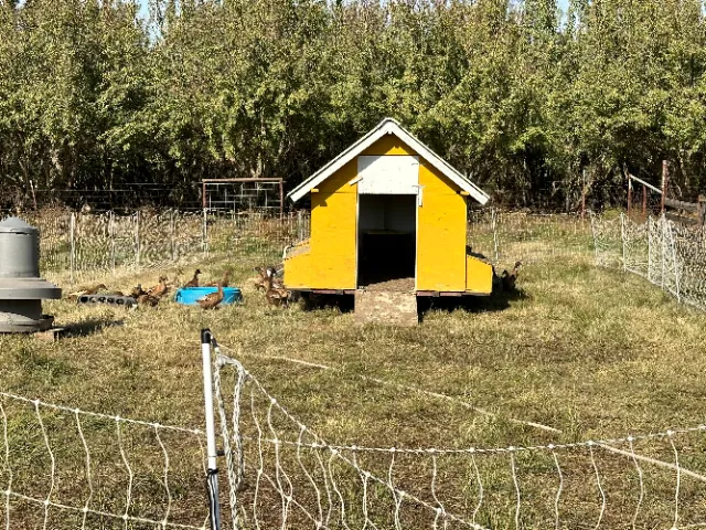 duck tractor small