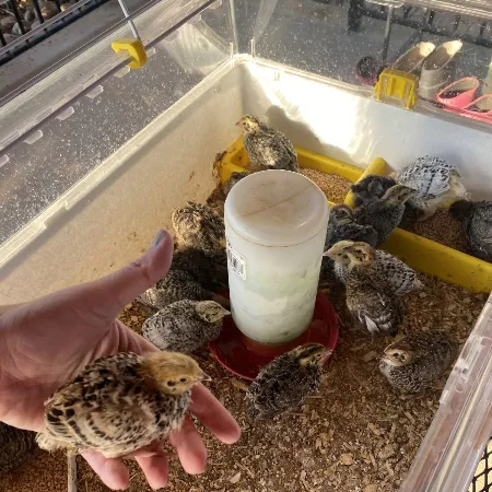 young quail