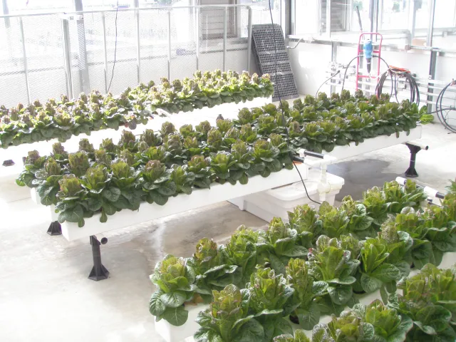 Hydroponically grown lettuce in one of IR-4's greenhouse units where one room is used for the control and the other for the treatment.