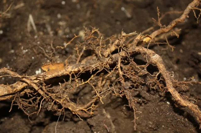 sick citrus roots