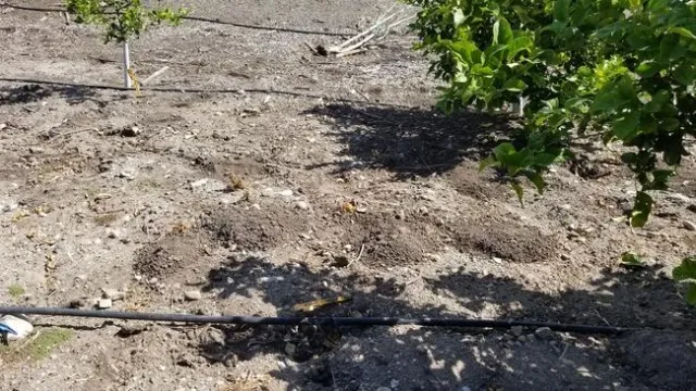 gopher mounds 2