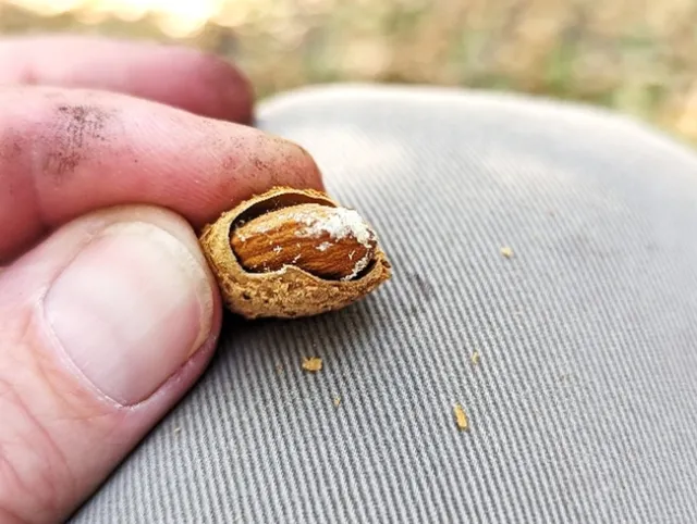Almond with fine powdery substance called frass