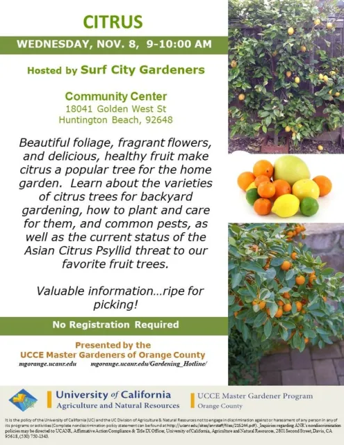 Citrus Success Secrets: From Planting to Pest Control, Master Every Step!