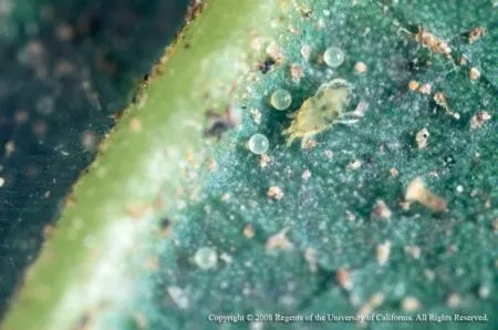 persea mite