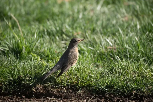 Birds prefer gardens with complex landscapes with food and water sources. (Photo: USDA)