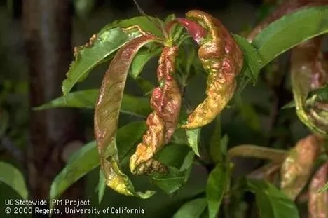Photo of peach leaf curl on peach leaf