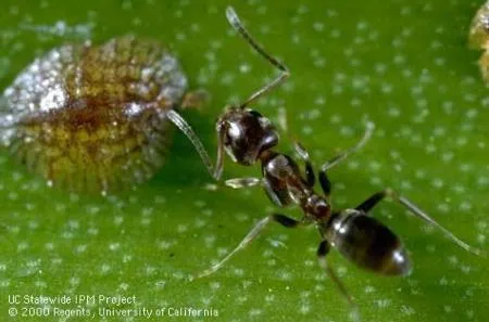 argentine ant and scale