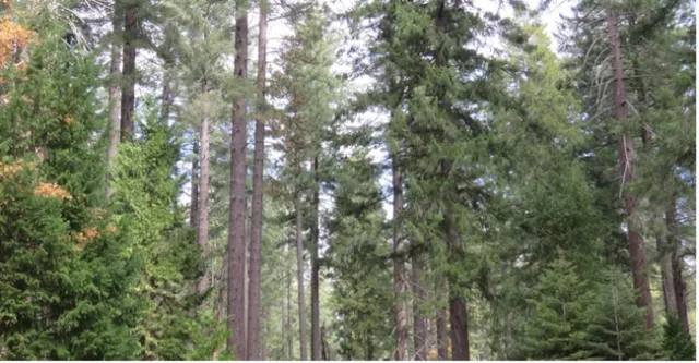 A stand of evergreen trees