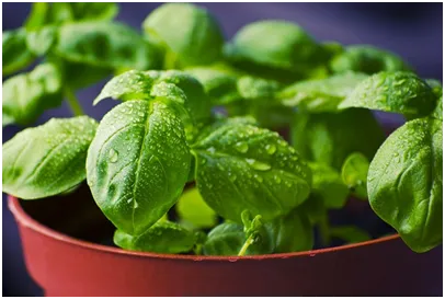 Herbs05-Pixabay