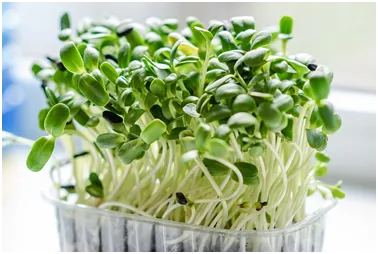 Microgreens-Pexel