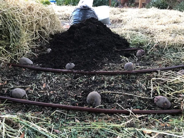 Potatoes with Drip_AlexRussell