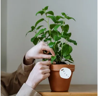 Herbs04