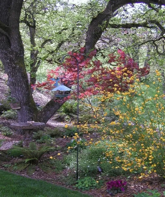 Garden compliments a Heritage Oak - Courtesy Author
