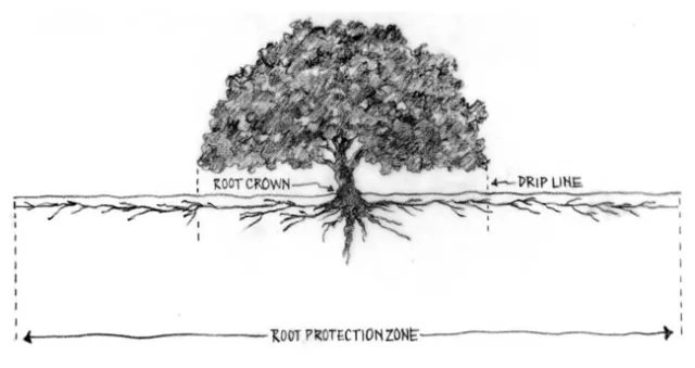 TreeRootProtZone