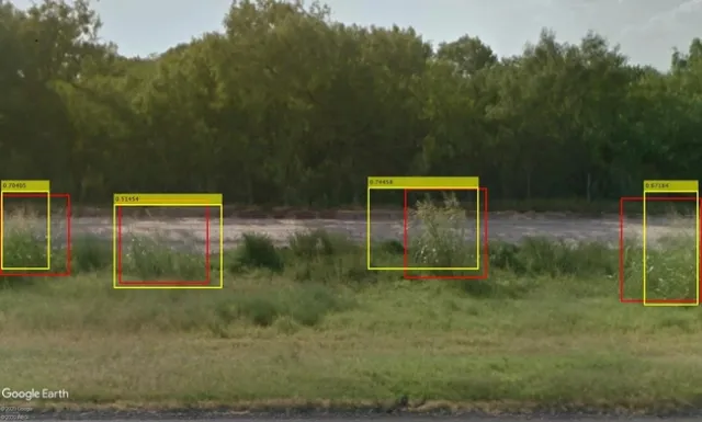 Johnsongrass patches identified using Google Street View. The yellow boxes were designated by artificial intelligence; the red boxes were drawn by human hand. (Mohsen Mesgaran/UC Davis)
