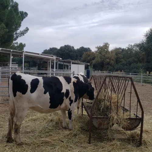 dairy cow
