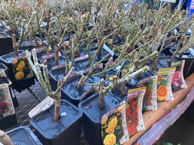 Roses are available in many varieties at nurseries, garden centers and online in January.